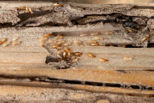 Best Rodent Control Near Me  in Irving, TX