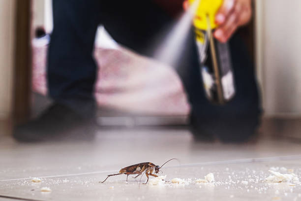 Best Rodent Control Near Me  in Irving, TX