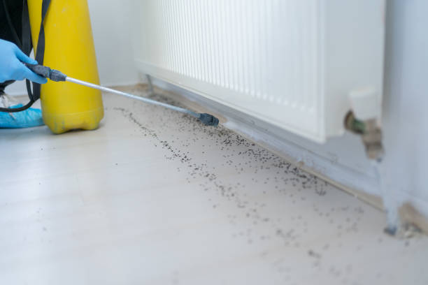 Best Rodent Control Near Me  in Irving, TX